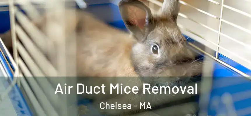 Air Duct Mice Removal Chelsea - MA